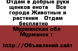 Отдам в добрые руки щенков енота. - Все города Животные и растения » Отдам бесплатно   . Мурманская обл.,Мурманск г.